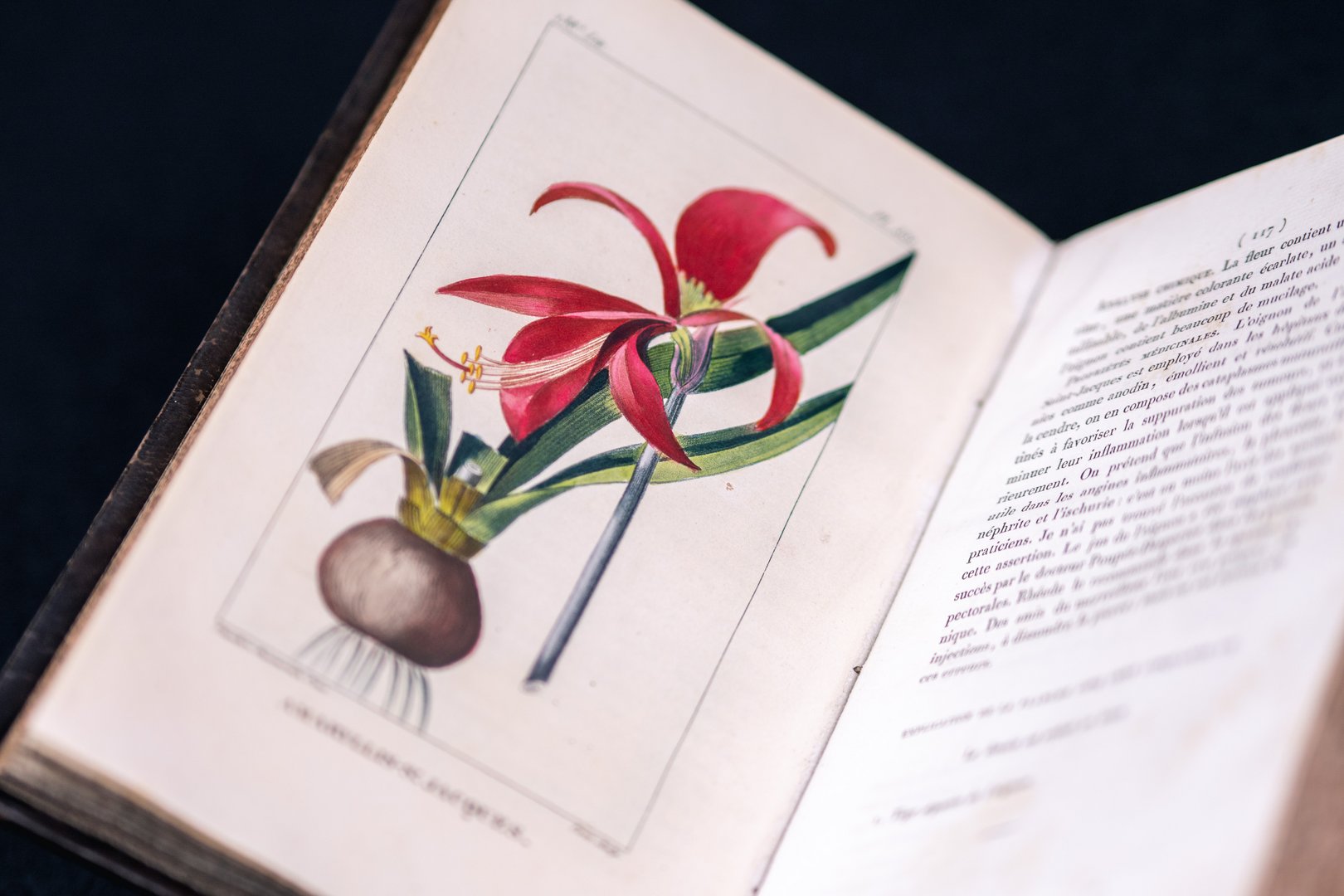 Ein kunstvolles Bild einer roten Blüte mit geschwungenen Blütenblättern, das in einem aufgeschlagenen Buch präsentiert wird.