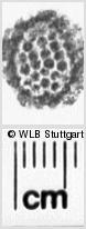 Image Description for https://www.wlb-stuttgart.de/kyriss/images/s0021614.jpg