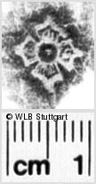 Image Description for https://www.wlb-stuttgart.de/kyriss/images/s0021807.jpg