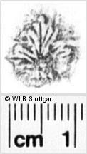 Image Description for https://www.wlb-stuttgart.de/kyriss/images/s0024007.jpg