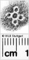 Image Description for https://www.wlb-stuttgart.de/kyriss/images/s0024305.jpg