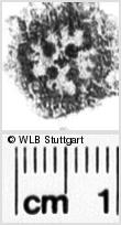 Image Description for https://www.wlb-stuttgart.de/kyriss/images/s0030907.jpg