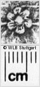 Image Description for https://www.wlb-stuttgart.de/kyriss/images/s0045022.jpg