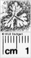Image Description for https://www.wlb-stuttgart.de/kyriss/images/s0045210.jpg