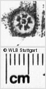 Image Description for https://www.wlb-stuttgart.de/kyriss/images/s0045633.jpg