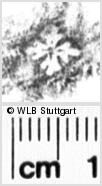 Image Description for https://www.wlb-stuttgart.de/kyriss/images/s0046275.jpg