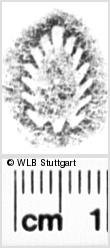 Image Description for https://www.wlb-stuttgart.de/kyriss/images/s0052036.jpg