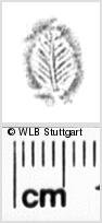 Image Description for https://www.wlb-stuttgart.de/kyriss/images/s0052930.jpg