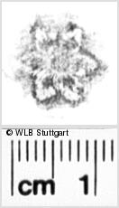Image Description for https://www.wlb-stuttgart.de/kyriss/images/s0053066.jpg