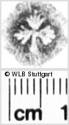 Image Description for https://www.wlb-stuttgart.de/kyriss/images/s0054728.jpg