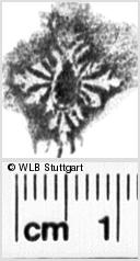 Image Description for https://www.wlb-stuttgart.de/kyriss/images/s0065610.jpg