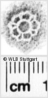 Image Description for https://www.wlb-stuttgart.de/kyriss/images/s0073610.jpg