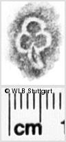 Image Description for https://www.wlb-stuttgart.de/kyriss/images/s0100506.jpg