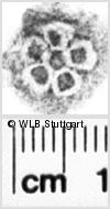 Image Description for https://www.wlb-stuttgart.de/kyriss/images/s0112007.jpg