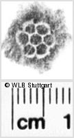 Image Description for https://www.wlb-stuttgart.de/kyriss/images/s0112206.jpg