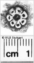 Image Description for https://www.wlb-stuttgart.de/kyriss/images/s0112404.jpg
