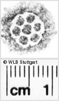 Image Description for https://www.wlb-stuttgart.de/kyriss/images/s0112608.jpg