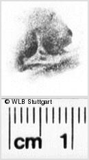 Image Description for https://www.wlb-stuttgart.de/kyriss/images/s0133420.jpg