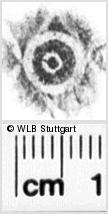 Image Description for https://www.wlb-stuttgart.de/kyriss/images/s0135408.jpg