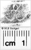 Image Description for https://www.wlb-stuttgart.de/kyriss/images/s0135912.jpg