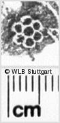 Image Description for https://www.wlb-stuttgart.de/kyriss/images/s0140612.jpg