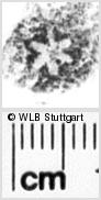 Image Description for https://www.wlb-stuttgart.de/kyriss/images/s0140857.jpg