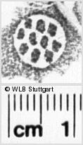 Image Description for https://www.wlb-stuttgart.de/kyriss/images/s0141638.jpg