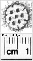 Image Description for https://www.wlb-stuttgart.de/kyriss/images/s0155010.jpg