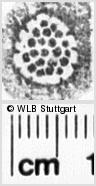 Image Description for https://www.wlb-stuttgart.de/kyriss/images/s0160819.jpg