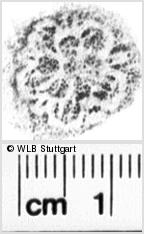 Image Description for https://www.wlb-stuttgart.de/kyriss/images/s0164707.jpg