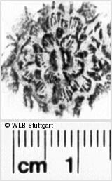 Image Description for https://www.wlb-stuttgart.de/kyriss/images/s0165202.jpg