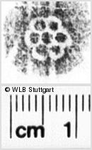 Image Description for https://www.wlb-stuttgart.de/kyriss/images/s0180207.jpg
