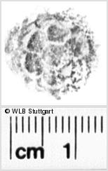 Image Description for https://www.wlb-stuttgart.de/kyriss/images/s0180210.jpg