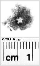 Image Description for https://www.wlb-stuttgart.de/kyriss/images/s0180408.jpg