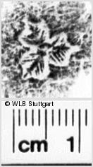 Image Description for https://www.wlb-stuttgart.de/kyriss/images/s0180804.jpg