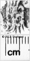 Image Description for https://www.wlb-stuttgart.de/kyriss/images/s0185305.jpg