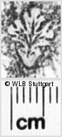 Image Description for https://www.wlb-stuttgart.de/kyriss/images/s0187501.jpg