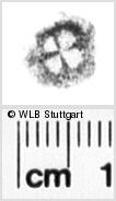 Image Description for https://www.wlb-stuttgart.de/kyriss/images/s0188915.jpg