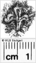 Image Description for https://www.wlb-stuttgart.de/kyriss/images/s0190906.jpg