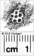 Image Description for https://www.wlb-stuttgart.de/kyriss/images/s0195610.jpg