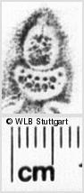 Image Description for https://www.wlb-stuttgart.de/kyriss/images/s0200321.jpg