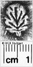 Image Description for https://www.wlb-stuttgart.de/kyriss/images/s0201707.jpg