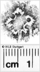 Image Description for https://www.wlb-stuttgart.de/kyriss/images/s0202707.jpg