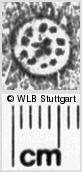 Image Description for https://www.wlb-stuttgart.de/kyriss/images/s0202934.jpg