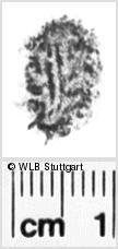 Image Description for https://www.wlb-stuttgart.de/kyriss/images/s0210912.jpg