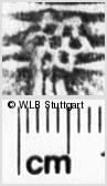 Image Description for https://www.wlb-stuttgart.de/kyriss/images/s0212424.jpg