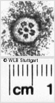 Image Description for https://www.wlb-stuttgart.de/kyriss/images/s0214315.jpg