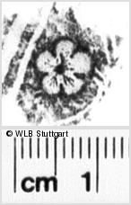 Image Description for https://www.wlb-stuttgart.de/kyriss/images/s0215007.jpg