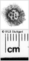 Image Description for https://www.wlb-stuttgart.de/kyriss/images/s0218506.jpg