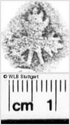 Image Description for https://www.wlb-stuttgart.de/kyriss/images/s0218510.jpg
